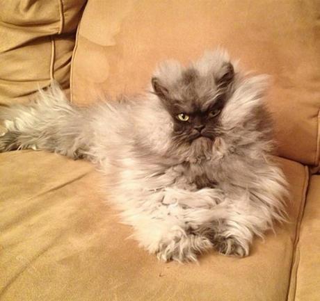 Colonel Meow