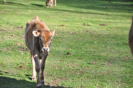 And Jersey Fauna