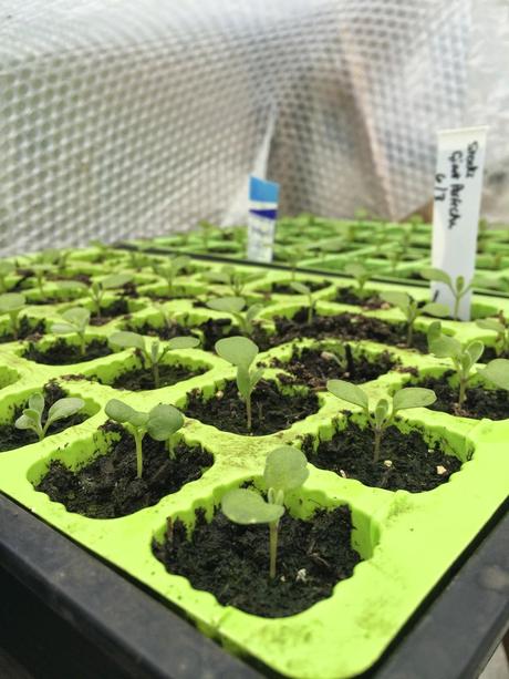 Boot camp for seedlings