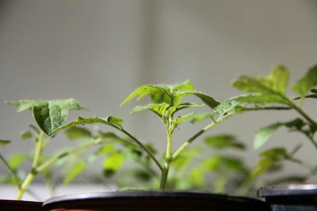 tomato seedlings 