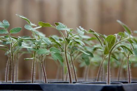 tray of tomato seedlings