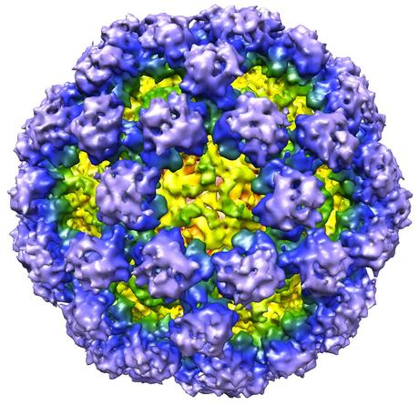 Norovirus