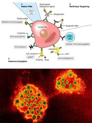 Norovirus