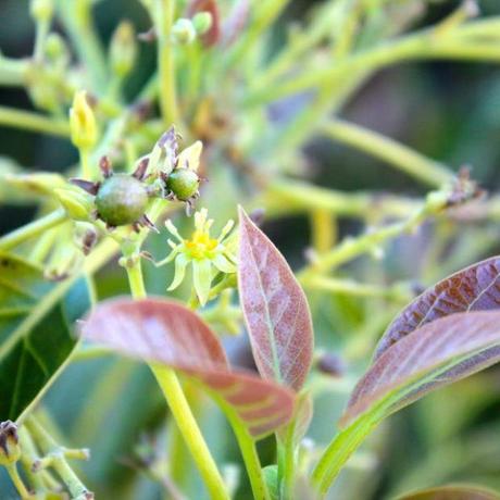 flowers-and-baby-avocado