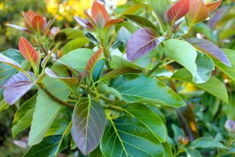 avocado-foliage