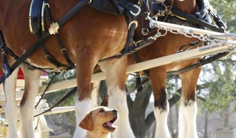 Budweiser Puppy Love