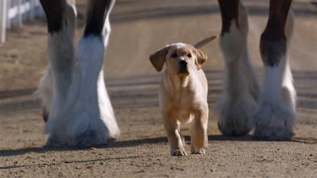 Budweiser Puppy Love