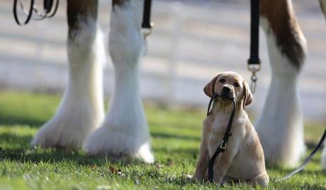 Budweiser Puppy Love