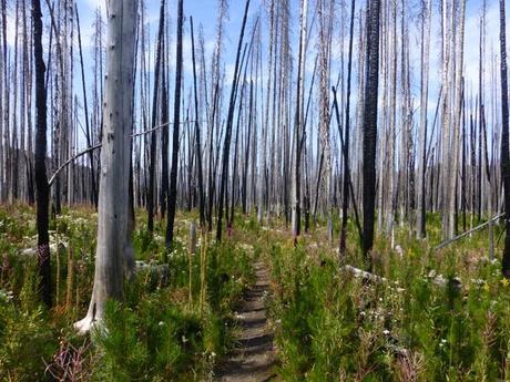 Day 128: Stickin' To The Trail