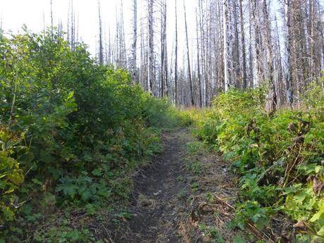 Day 128: Stickin' To The Trail