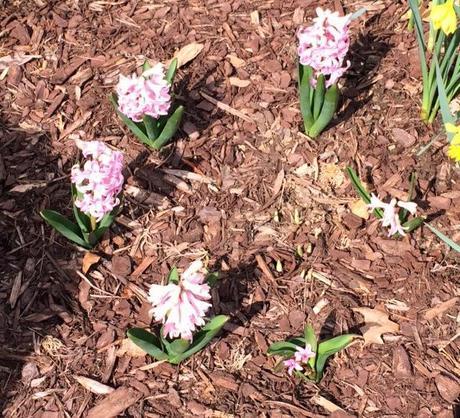 spring is blossoming in my garden @Simone Design Blog