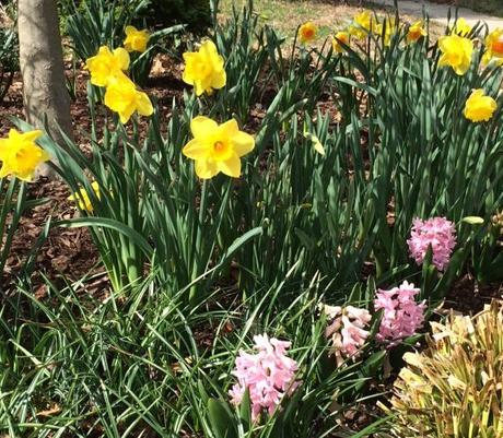 spring is blossoming in my garden @Simone Design Blog