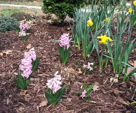 spring is blossoming in my garden @Simone Design Blog