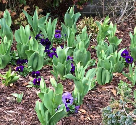spring is blossoming in my garden @Simone Design Blog