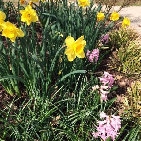spring is blossoming in my garden @Simone Design Blog