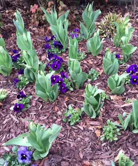 spring is blossoming in my garden @Simone Design Blog