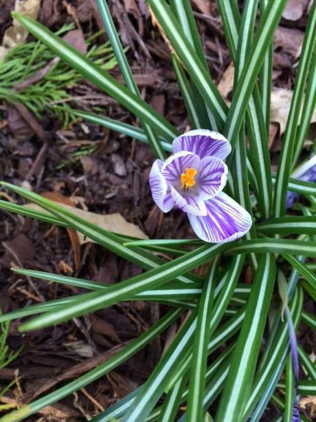 spring is blossoming in my garden @Simone Design Blog