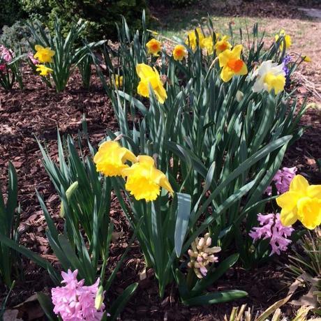 spring is blossoming in my garden @Simone Design Blog