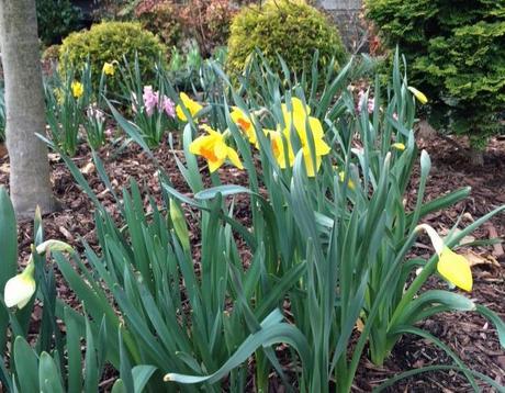 spring is blossoming in my garden @Simone Design Blog