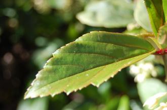 Ribes laurifolium Leaf (16/03/2014, Kew Gardens, London)