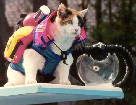 The World’s Top 10 Funniest Images of Animals in Scuba Diving Gear