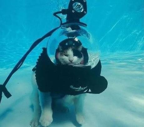 The World’s Top 10 Funniest Images of Animals in Scuba Diving Gear