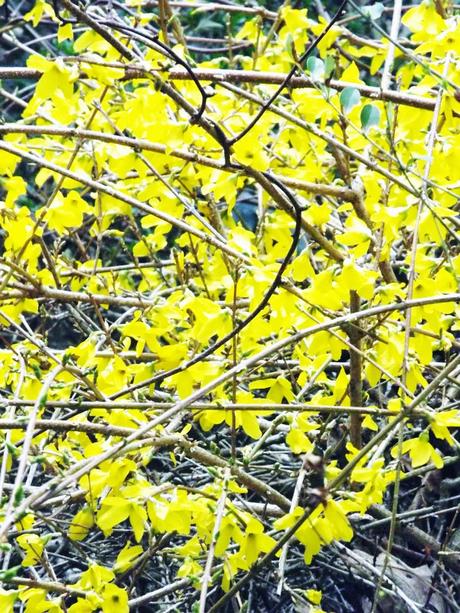 {Where The Forsythias Grow}