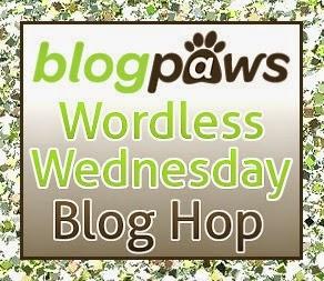 http://blogpaws.com/executive-blog/pet-parenting-health-lifestyle/wordless-wednesday/blogpaws-wordless-wednesday-20s-time/