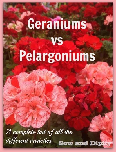 Geraniums vs Pelargoniums