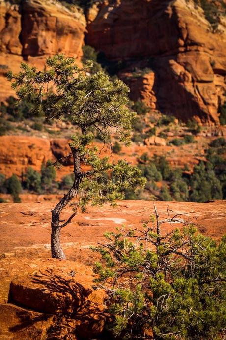 Pink Jeep Tour Sedona 22