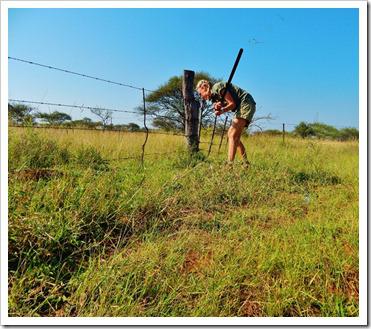 Camera trapping for the ever elusive brown hyaena