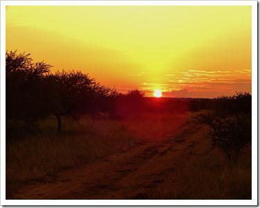 Camera trapping for the ever elusive brown hyaena