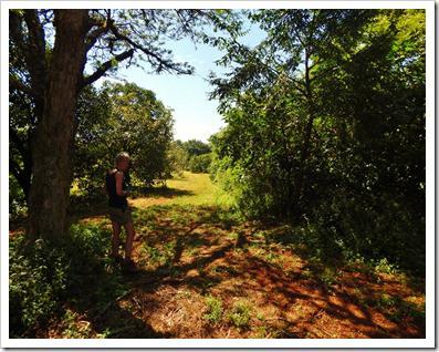 Camera trapping for the ever elusive brown hyaena