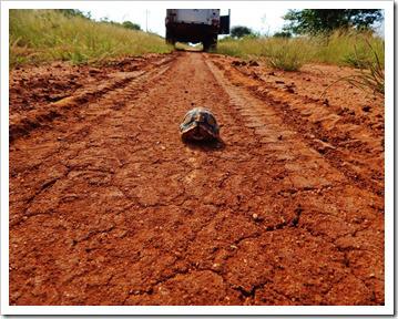 Camera trapping for the ever elusive brown hyaena