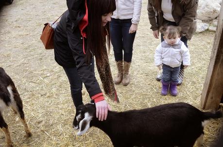 Cute, Furry, Tiny BABY ANIMALS!