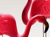 Trending Today: Flamingos