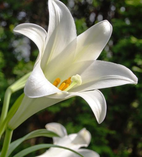 Easter lily deadly to cats