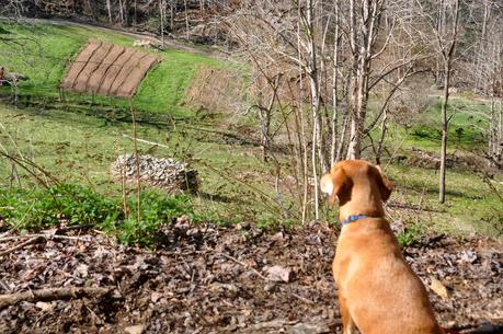 A Little Walk with Willa and William