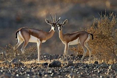 Fact Attack: Endangered Species No. 111 – Dorcas Gazelle