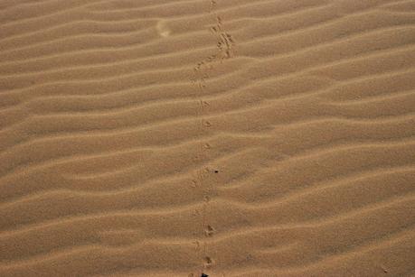 Singing Sand Dunes, Qatar