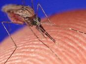 Brazil, Warned Over Mosquitos