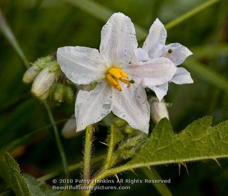 Horse Nettle © 2010 Patty Hankins