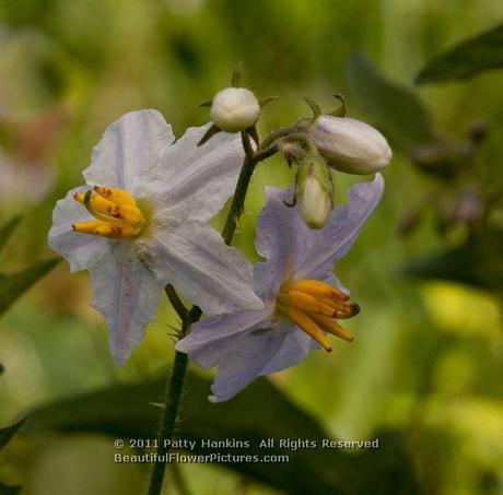 Horse Nettle – solanum carolinense Horse Nettle © 2011 Patty Hankins