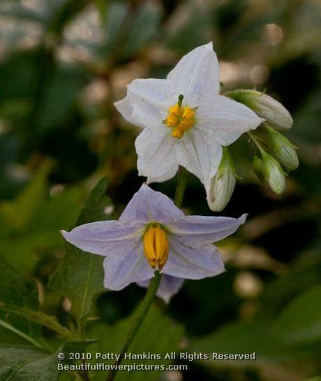 Horse Nettle © 2010 Patty Hankins