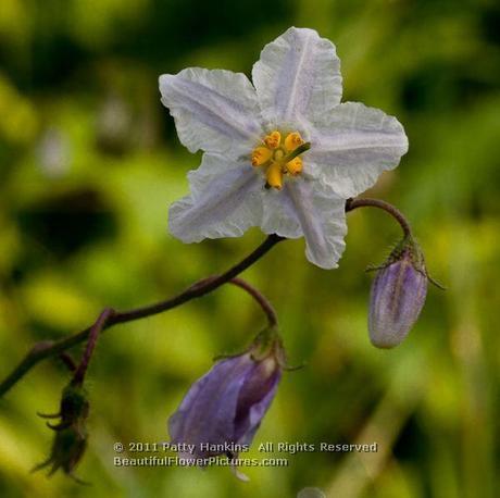 Horse Nettle – solanum carolinense Horse Nettle © 2011 Patty Hankins
