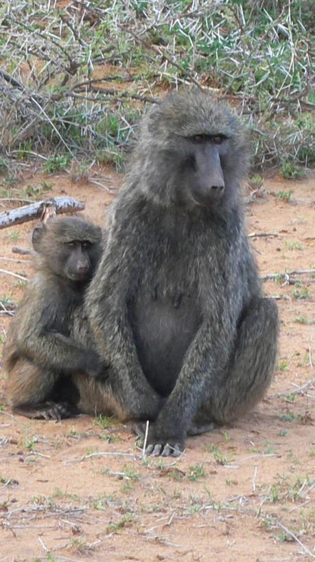 baboon1