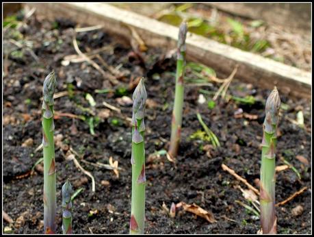 First Asparagus of the year