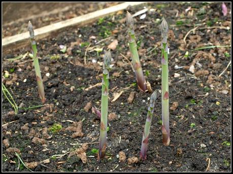 First Asparagus of the year