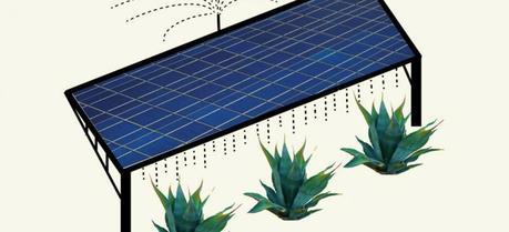 On a co-located solar farm, runoff from water used to clean photovoltaic panels would nourish agave or other biofuel crops. The plants would in turn provide ground cover, helping prevent dust buildup that decreases solar panel efficiency.