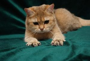 He's adorable.  His eyes look like little buttons, but check out those claws!